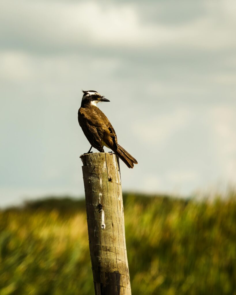 vogelspotten